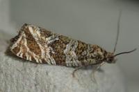 Celypha rivulana