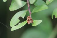 Archips xylosteana