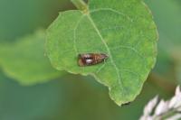 Olethreutes arcuella