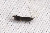 Aproaerema anthyllidella
