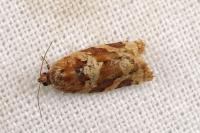 Argyrotaenia ljungiana