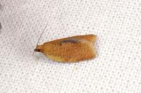Clepsis consimilana