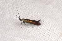 Coleophora