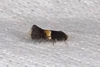 Elachista bisulcella