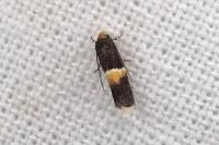 Elachista bisulcella