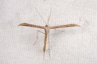 Emmelina monodactyla