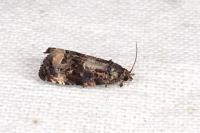 Endothenia gr. gentianaeana