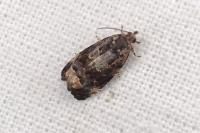 Endothenia gr. gentianaeana