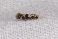 Infurcitinea atrifasciella