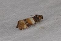 Lobesia bicinctana