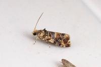 Lobesia botrana