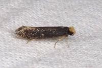 Monopis nigricantella