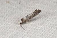 Paraswammerdamia albicapitella
