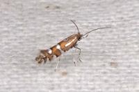 Phyllonorycter
