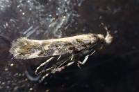Aristotelia decoratella