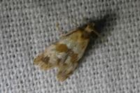 Phalonidia contractana