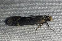 Aroga velocella