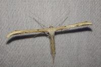 Emmelina monodactyla