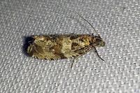 Celypha lacunana