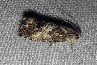 Cydia splendana