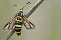 Bembecia iberica