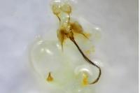 Coleophora conspicuella