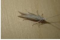 Coleophora conspicuella