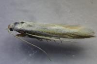 Coleophora conspicuella