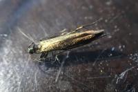 Coleophora trifolii