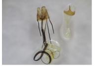 Coleophora trifolii