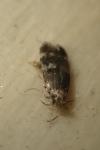 Oegoconia