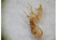 Aproaerema anthyllidella