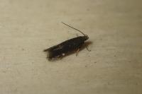 Aproaerema anthyllidella
