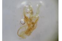 Aproaerema anthyllidella