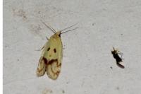 Agapeta hamana