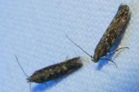 Scrobipalpa ocellatella