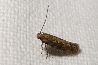Scrobipalpa ocellatella