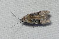 Altenia scriptella