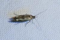 Scythris limbella