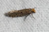 Ateliotum petrinella