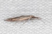 Coleophora aleramica