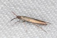 Coleophora aleramica