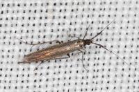Coleophora aleramica