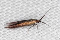 Coleophora aleramica