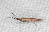 Coleophora aleramica
