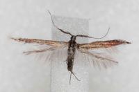 Coleophora aleramica