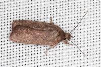 Agonopterix scopariella