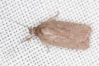 Agonopterix scopariella