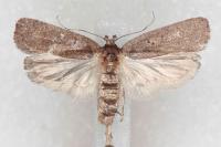 Agonopterix scopariella