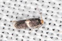 Ectoedemia suberis